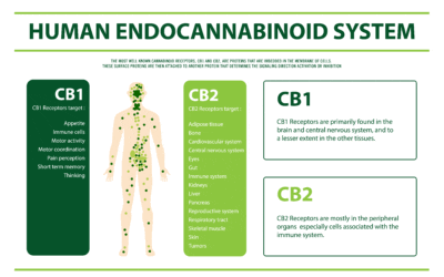 What is the Human Endocannabinoid System?
