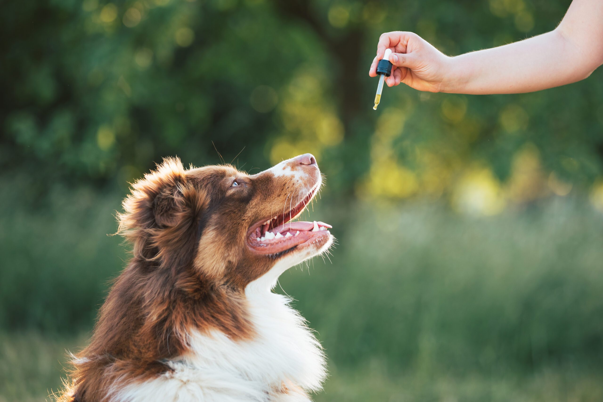 Giving CBD hemp oil to dog